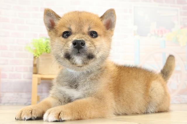 愛知県の柴犬(標準サイズ) (Coo&RIKU半田店/2025年9月13日生まれ/男の子/赤)の子犬の3枚目の画像