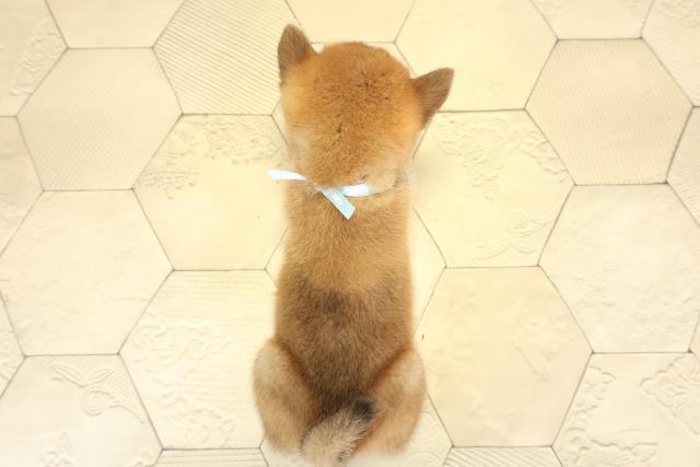 愛知県の柴犬(標準サイズ) (Coo&RIKU半田店/2025年9月13日生まれ/男の子/赤)の子犬の4枚目の画像