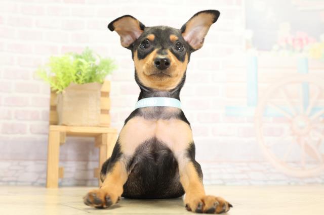 愛知県のミニチュアピンシャー (Coo&RIKU瀬港線守山店/2025年9月11日生まれ/男の子/ブラックタン)の子犬の1枚目の画像