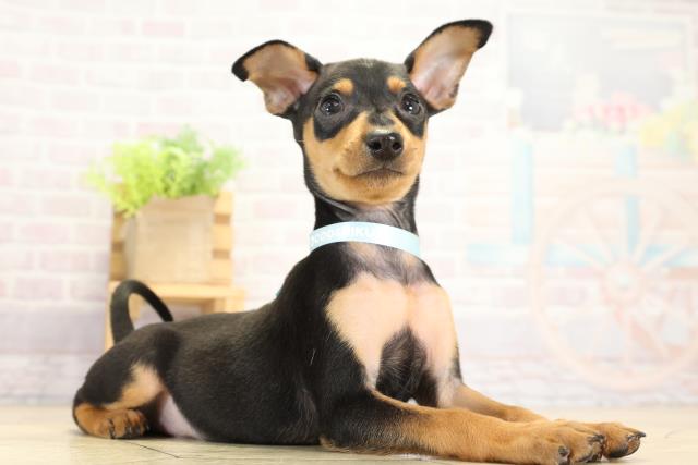 愛知県のミニチュアピンシャー (Coo&RIKU瀬港線守山店/2025年9月11日生まれ/男の子/ブラックタン)の子犬の2枚目の画像