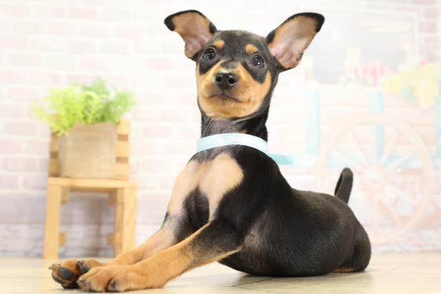 愛知県のミニチュアピンシャー (Coo&RIKU瀬港線守山店/2025年9月11日生まれ/男の子/ブラックタン)の子犬の3枚目の画像