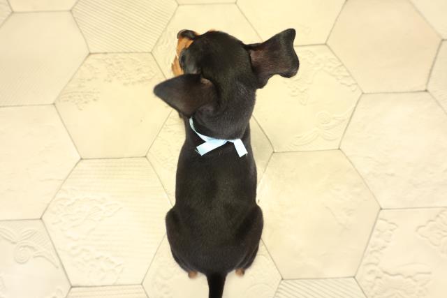 愛知県のミニチュアピンシャー (Coo&RIKU瀬港線守山店/2025年9月11日生まれ/男の子/ブラックタン)の子犬の4枚目の画像