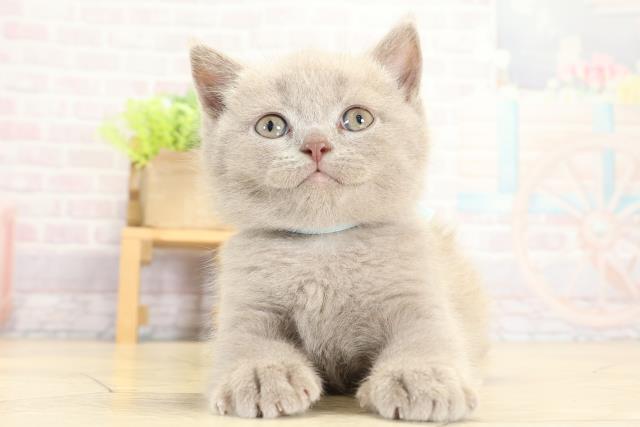 三重県のブリティッシュショートヘアー (Coo&RIKU津高茶屋店/2025年9月12日生まれ/男の子/ライラック)の子猫