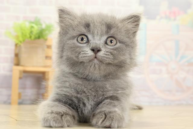 愛知県のブリティッシュロングヘアー (Coo&RIKU名古屋みなと店/2025年9月12日生まれ/女の子/ブルー)の子猫の1枚目の画像