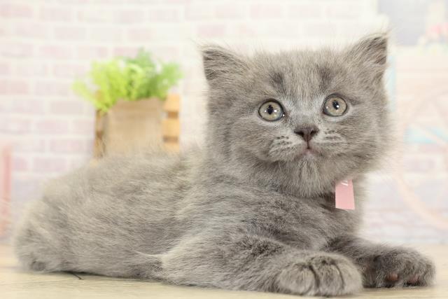 愛知県のブリティッシュロングヘアー (Coo&RIKU名古屋みなと店/2025年9月12日生まれ/女の子/ブルー)の子猫の2枚目の画像