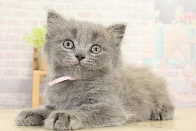愛知県のブリティッシュロングヘアー (Coo&RIKU名古屋みなと店/2025年9月12日生まれ/女の子/ブルー)の子猫の3枚目の画像