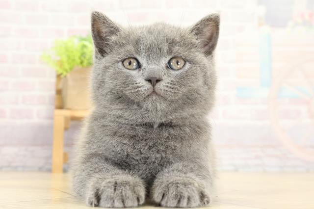 三重県のブリティッシュショートヘアー (Coo&RIKU四日市店/2025年9月12日生まれ/女の子/ブルー)の子猫