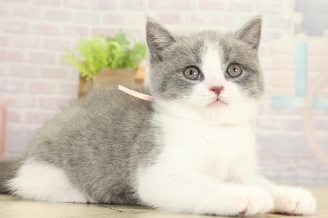 愛知県のブリティッシュショートヘアー (Coo&RIKU岡崎店/2025年9月12日生まれ/女の子/ブルーホワイト)の子猫の2枚目の画像