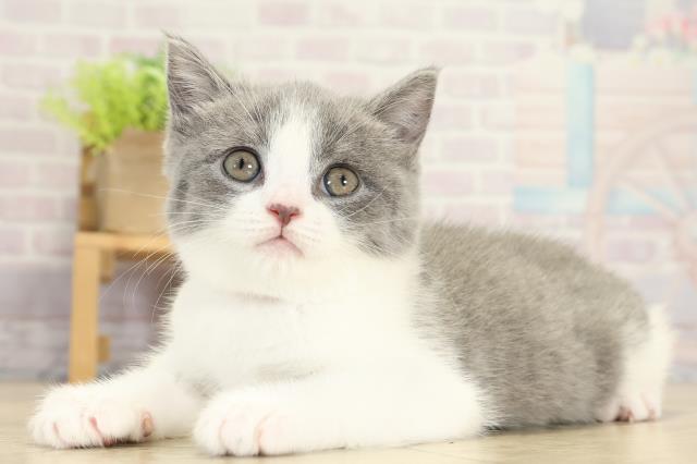 愛知県のブリティッシュショートヘアー (Coo&RIKU岡崎店/2025年9月12日生まれ/女の子/ブルーホワイト)の子猫の3枚目の画像