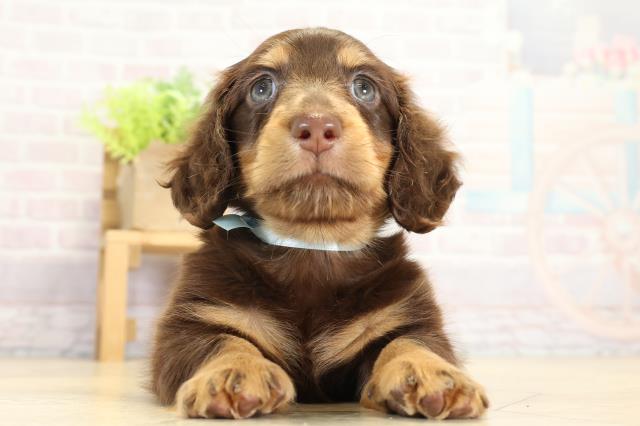 三重県のミニチュアダックスフンド(ロング) (Coo&RIKU津高茶屋店/2025年9月14日生まれ/男の子/チョコレートタン)の子犬