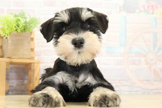 愛知県のミニチュアシュナウザー (Coo&RIKU豊橋店/2025年9月13日生まれ/男の子/ブラックシルバー)の子犬の1枚目の画像