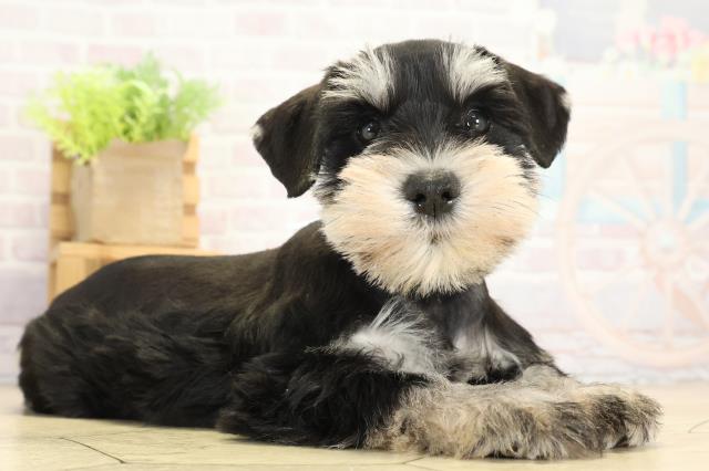 愛知県のミニチュアシュナウザー (Coo&RIKU豊橋店/2025年9月13日生まれ/男の子/ブラックシルバー)の子犬の2枚目の画像