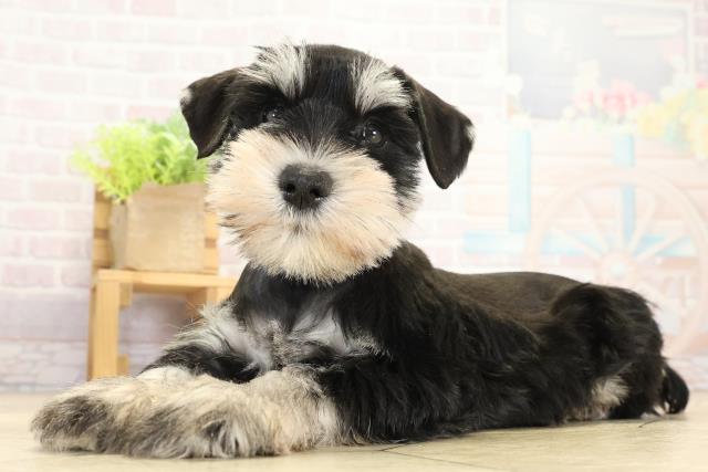 愛知県のミニチュアシュナウザー (Coo&RIKU豊橋店/2025年9月13日生まれ/男の子/ブラックシルバー)の子犬の3枚目の画像