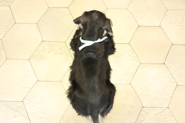 愛知県のミニチュアシュナウザー (Coo&RIKU豊橋店/2025年9月13日生まれ/男の子/ブラックシルバー)の子犬の4枚目の画像