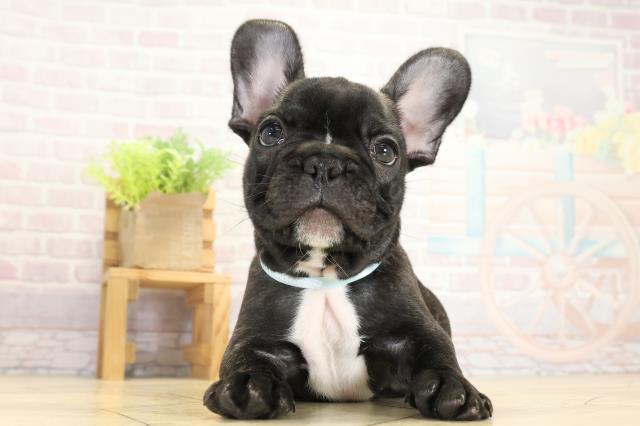 愛知県のフレンチブルドッグ (Coo&RIKU東海店/2025年9月14日生まれ/男の子/ブリンドル)の子犬の1枚目の画像