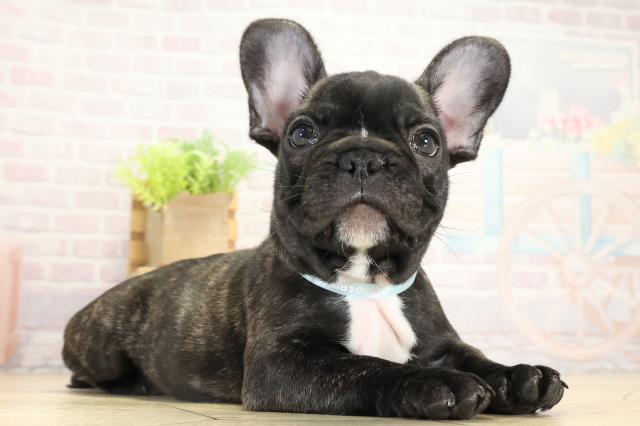 愛知県のフレンチブルドッグ (Coo&RIKU東海店/2025年9月14日生まれ/男の子/ブリンドル)の子犬の2枚目の画像