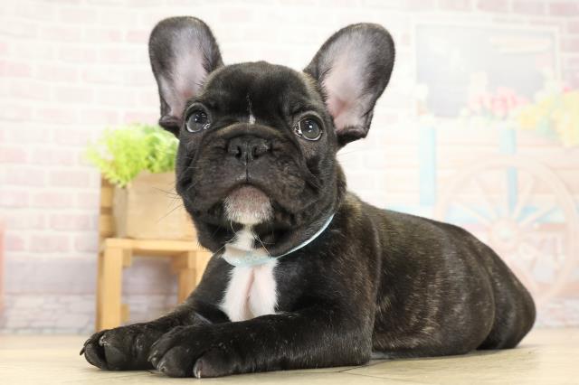 愛知県のフレンチブルドッグ (Coo&RIKU東海店/2025年9月14日生まれ/男の子/ブリンドル)の子犬の3枚目の画像