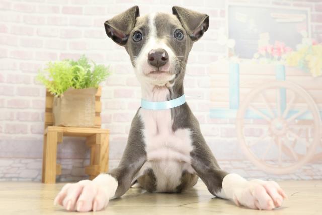 愛知県のイタリアングレーハウンド (Coo&RIKU岡崎店/2025年9月14日生まれ/男の子/ブルーホワイト)の子犬の1枚目の画像