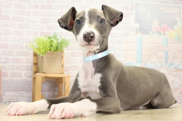 愛知県のイタリアングレーハウンド (Coo&RIKU岡崎店/2025年9月14日生まれ/男の子/ブルーホワイト)の子犬の3枚目の画像