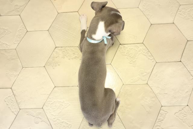 愛知県のイタリアングレーハウンド (Coo&RIKU岡崎店/2025年9月14日生まれ/男の子/ブルーホワイト)の子犬の4枚目の画像