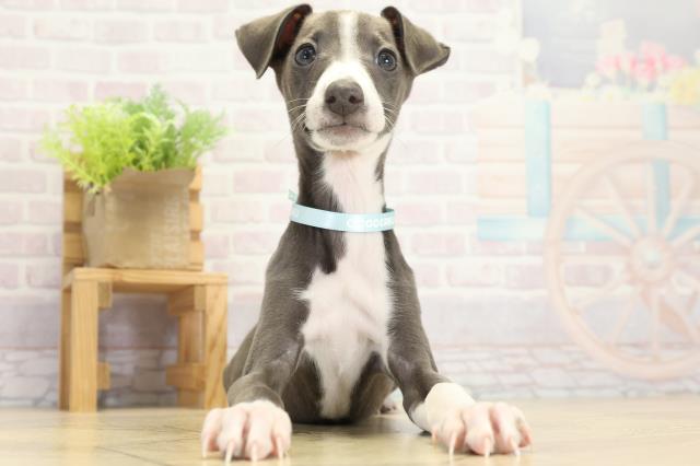 愛知県のイタリアングレーハウンド (Coo&RIKU名古屋滝ノ水店/2025年9月14日生まれ/男の子/ブルーホワイト)の子犬の1枚目の画像