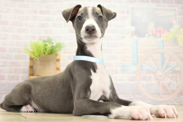 愛知県のイタリアングレーハウンド (Coo&RIKU名古屋滝ノ水店/2025年9月14日生まれ/男の子/ブルーホワイト)の子犬の2枚目の画像