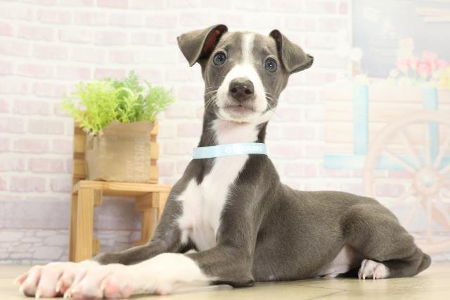 愛知県のイタリアングレーハウンド (Coo&RIKU名古屋滝ノ水店/2025年9月14日生まれ/男の子/ブルーホワイト)の子犬の3枚目の画像