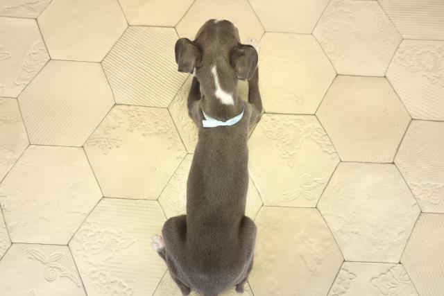 愛知県のイタリアングレーハウンド (Coo&RIKU名古屋滝ノ水店/2025年9月14日生まれ/男の子/ブルーホワイト)の子犬の4枚目の画像