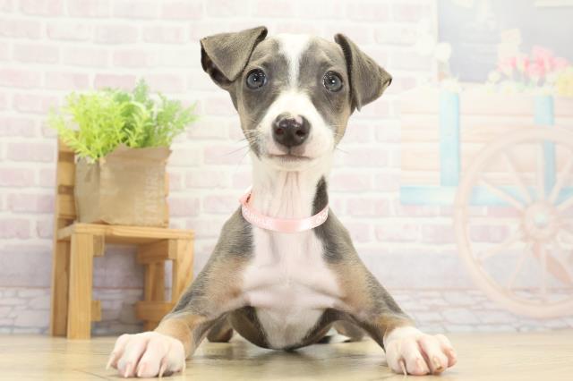 三重県のイタリアングレーハウンド (Coo&RIKU津高茶屋店/2025年9月14日生まれ/女の子/ブルーフォーンホワイト)の子犬