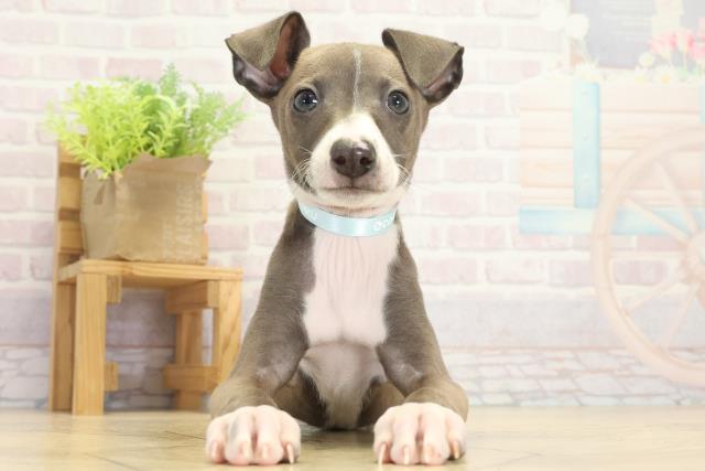 三重県のイタリアングレーハウンド (Coo&RIKU四日市店/2025年9月14日生まれ/男の子/ブルーフォーンホワイト)の子犬