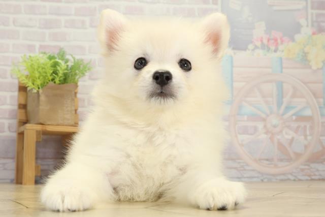 愛知県の日本スピッツ (Coo&RIKU東海店/2025年9月14日生まれ/女の子/ホワイト)の子犬