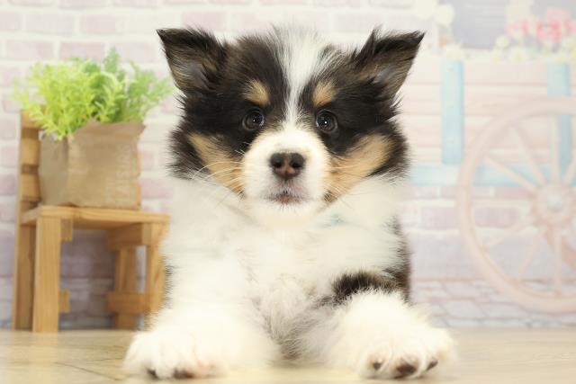 愛知県のシェットランドシープドッグ (Coo&RIKU名古屋みなと店/2025年9月12日生まれ/男の子/ブラックホワイトタン)の子犬