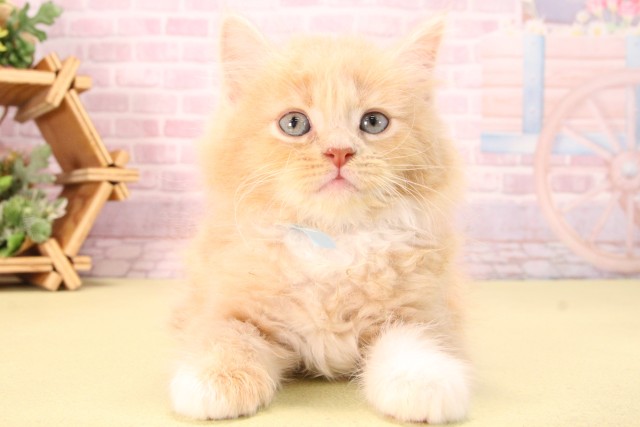 愛知県のサイベリアン (Coo&RIKU豊田店/2025年9月11日生まれ/男の子/クリームタビーホワイト)の子猫の1枚目の画像