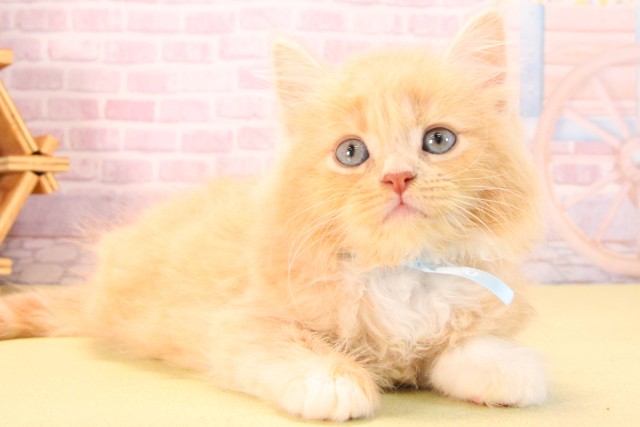 愛知県のサイベリアン (Coo&RIKU豊田店/2025年9月11日生まれ/男の子/クリームタビーホワイト)の子猫の2枚目の画像