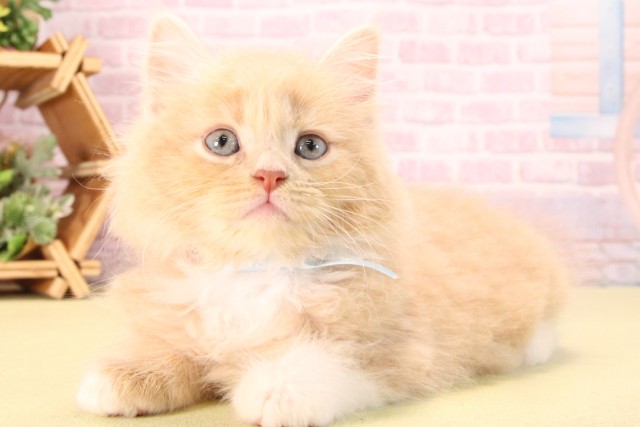 愛知県のサイベリアン (Coo&RIKU豊田店/2025年9月11日生まれ/男の子/クリームタビーホワイト)の子猫の3枚目の画像