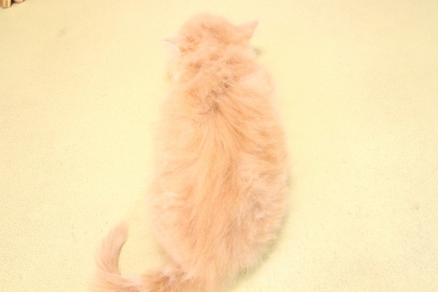 愛知県のサイベリアン (Coo&RIKU豊田店/2025年9月11日生まれ/男の子/クリームタビーホワイト)の子猫の4枚目の画像