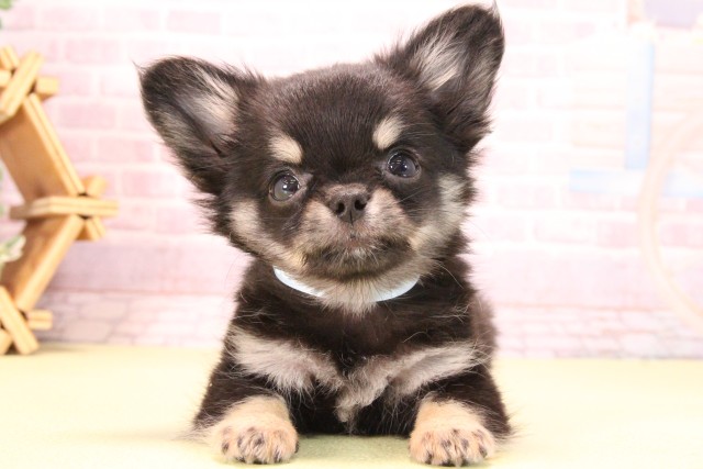 三重県のチワワ(ロング) (Coo&RIKU四日市店/2025年9月12日生まれ/男の子/ブラッククリーム)の子犬