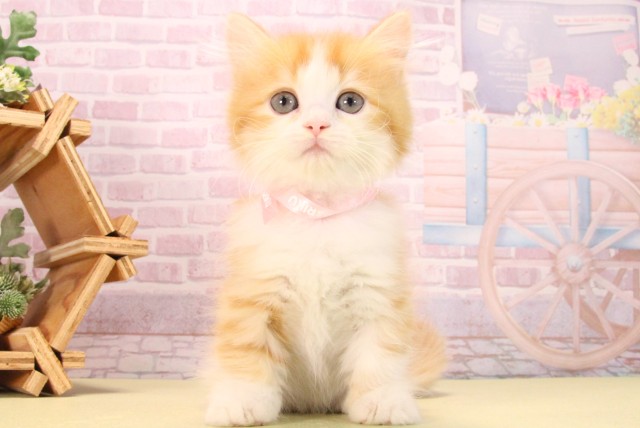 三重県のマンチカン (Coo&RIKU津高茶屋店/2025年9月5日生まれ/女の子/レッドタビーホワイト)の子猫