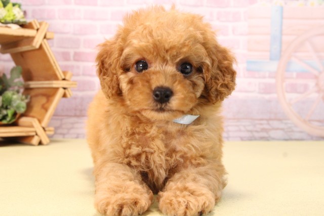 三重県のトイプードル(トイ) (Coo&RIKU津高茶屋店/2025年9月14日生まれ/男の子/レッド)の子犬