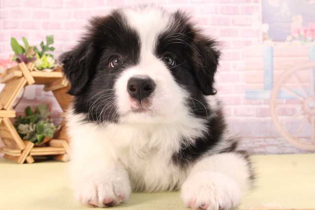 愛知県のボーダーコリー (Coo&RIKU半田店/2025年9月14日生まれ/男の子/ブラックホワイト)の子犬の1枚目の画像