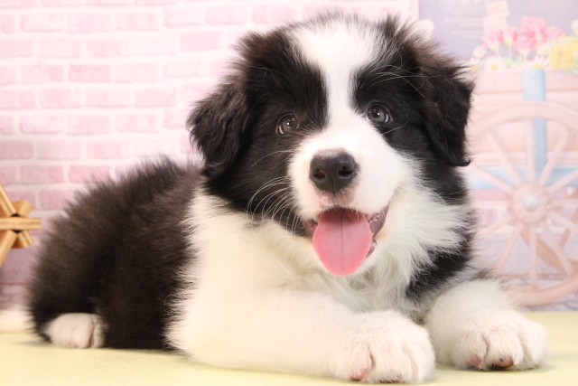 愛知県のボーダーコリー (Coo&RIKU半田店/2025年9月14日生まれ/男の子/ブラックホワイト)の子犬の2枚目の画像