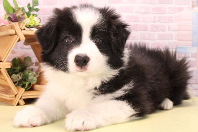 愛知県のボーダーコリー (Coo&RIKU半田店/2025年9月14日生まれ/男の子/ブラックホワイト)の子犬の3枚目の画像