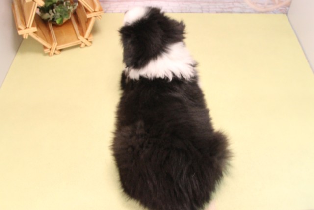 愛知県のボーダーコリー (Coo&RIKU半田店/2025年9月14日生まれ/男の子/ブラックホワイト)の子犬の4枚目の画像