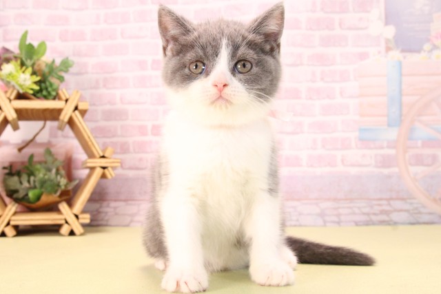愛知県のブリティッシュショートヘアー (Coo&RIKU豊田店/2025年9月13日生まれ/女の子/ブルーホワイト)の子猫の1枚目の画像