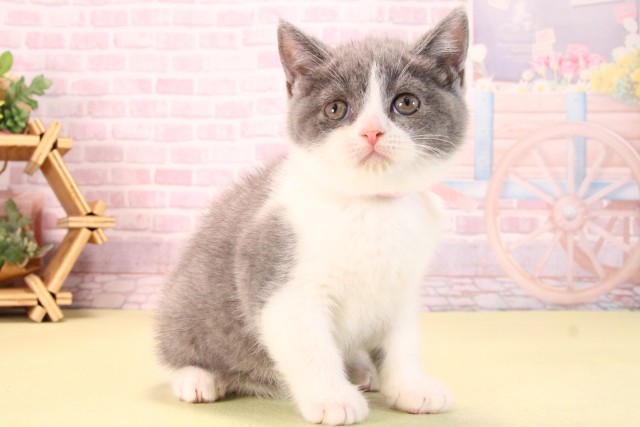 愛知県のブリティッシュショートヘアー (Coo&RIKU豊田店/2025年9月13日生まれ/女の子/ブルーホワイト)の子猫の2枚目の画像