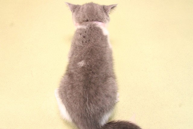 愛知県のブリティッシュショートヘアー (Coo&RIKU豊田店/2025年9月13日生まれ/女の子/ブルーホワイト)の子猫の4枚目の画像