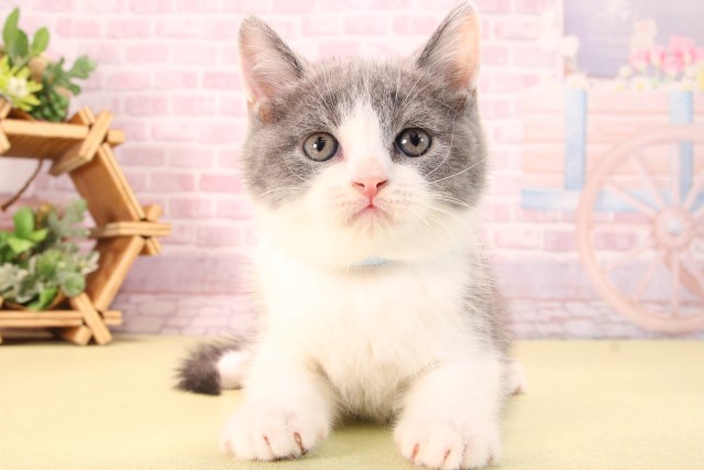 愛知県のブリティッシュショートヘアー (Coo&RIKU半田店/2025年9月13日生まれ/男の子/ブルーホワイト)の子猫の1枚目の画像