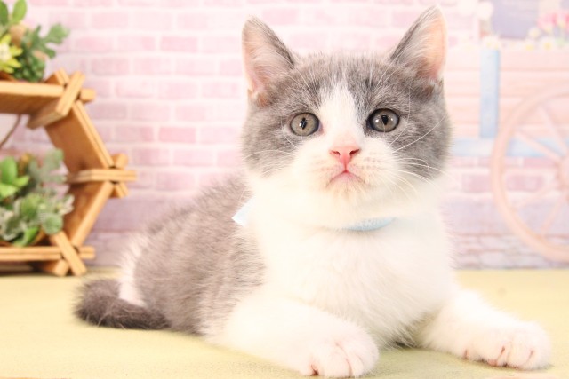 愛知県のブリティッシュショートヘアー (Coo&RIKU半田店/2025年9月13日生まれ/男の子/ブルーホワイト)の子猫の2枚目の画像