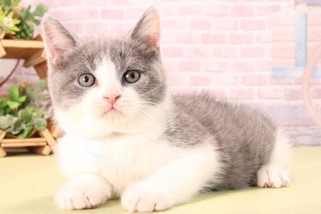愛知県のブリティッシュショートヘアー (Coo&RIKU半田店/2025年9月13日生まれ/男の子/ブルーホワイト)の子猫の3枚目の画像