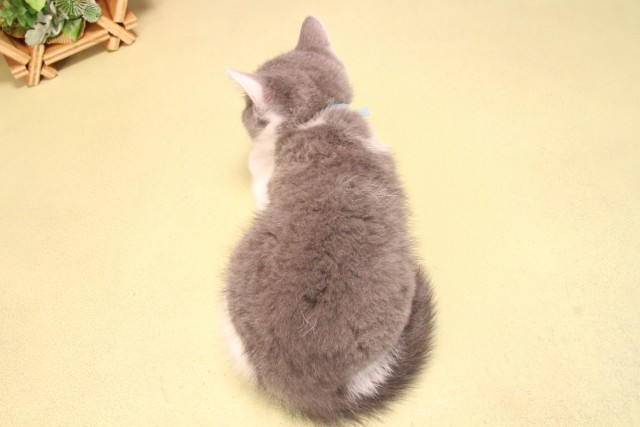 愛知県のブリティッシュショートヘアー (Coo&RIKU半田店/2025年9月13日生まれ/男の子/ブルーホワイト)の子猫の4枚目の画像